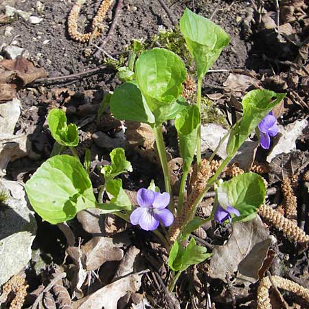 Viola mirabilis \ Wunder-Veilchen / Broad-Leaved Violet, D Ingelheim 2.4.2011