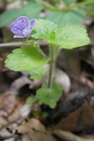 Veronica montana \ Berg-Ehrenpreis / Wood Speedwell, D Bammental 8.5.2012