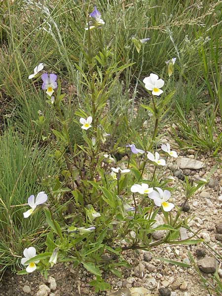 Viola arvensis subsp. megalantha \ Grobltiges Acker-Stiefmtterchen / Field Pansy, D Waghäusel-Wiesental 24.6.2012
