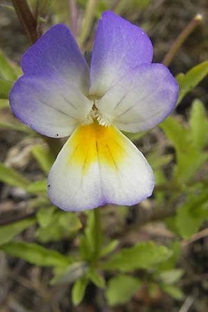 Viola arvensis subsp. megalantha \ Grobltiges Acker-Stiefmtterchen / Field Pansy, D Waghäusel-Wiesental 24.6.2012