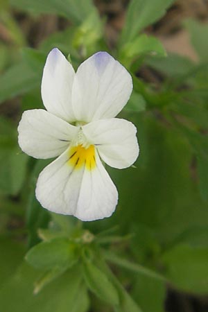 Viola arvensis subsp. megalantha \ Grobltiges Acker-Stiefmtterchen / Field Pansy, D Waghäusel-Wiesental 24.6.2012