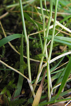 Festuca bromoides \ Trespen-FederschwingelSchwingel / Brome Fescue, D Mannheim 27.6.2013