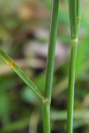 Festuca bromoides \ Trespen-FederschwingelSchwingel / Brome Fescue, D Mannheim 27.6.2013