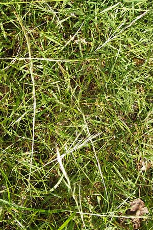 Festuca bromoides \ Trespen-FederschwingelSchwingel / Brome Fescue, D Mannheim 27.6.2013