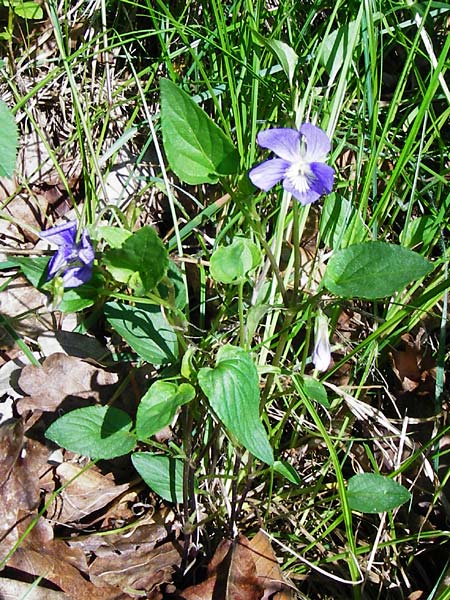 Viola montana \ Berg-Veilchen / Mountain Violet, D Miltenberg 17.5.2014