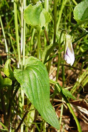 Viola montana \ Berg-Veilchen / Mountain Violet, D Miltenberg 17.5.2014
