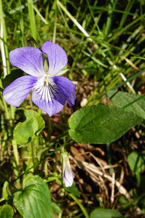 Viola montana \ Berg-Veilchen / Mountain Violet, D Miltenberg 17.5.2014