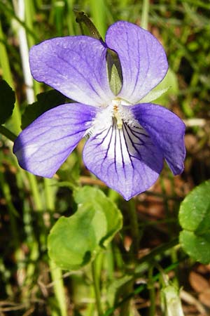 Viola montana \ Berg-Veilchen / Mountain Violet, D Miltenberg 17.5.2014