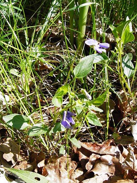 Viola montana \ Berg-Veilchen / Mountain Violet, D Miltenberg 17.5.2014