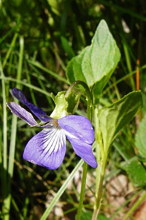 Viola montana \ Berg-Veilchen / Mountain Violet, D Miltenberg 17.5.2014