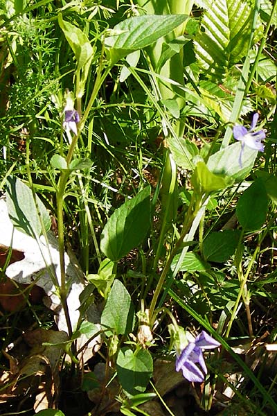 Viola montana \ Berg-Veilchen / Mountain Violet, D Miltenberg 17.5.2014