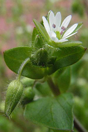 Stellaria neglecta, Greater Chickweed Stellaria neglecta, Greater Chickweed