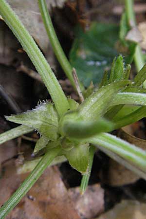 Viola odorata \ Wohlriechendes Veilchen, Mrz-Veilchen / Sweet Violet, D Darmstadt 13.4.2010