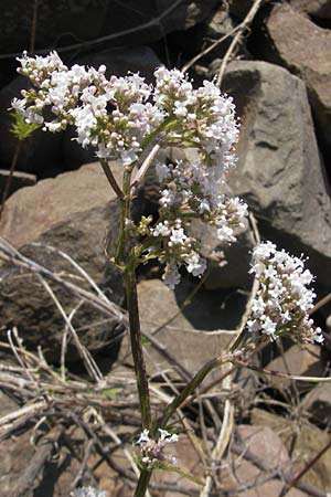 Valeriana pratensis subsp. angustifolia \ Schmalblttriger Arznei-Baldrian / Wallroth's Valerian, Narrowleaf Valerian, D Theisbergstegen 3.6.2011