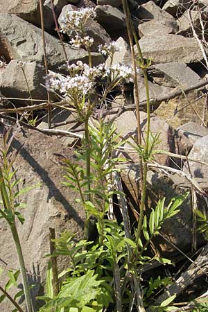 Valeriana pratensis subsp. angustifolia \ Schmalblttriger Arznei-Baldrian / Wallroth's Valerian, Narrowleaf Valerian, D Theisbergstegen 3.6.2011
