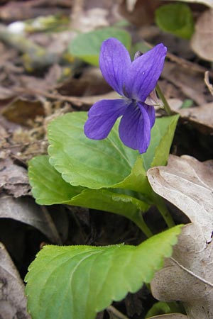 Viola odorata \ Wohlriechendes Veilchen, Mrz-Veilchen / Sweet Violet, D Kerzenheim-Rosenthal 15.4.2012