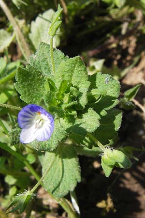 Veronica persica \ Persischer Ehrenpreis / Common Field Speedwell, D Wanfried 3.8.2013