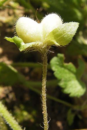 Veronica persica \ Persischer Ehrenpreis / Common Field Speedwell, D Wanfried 3.8.2013