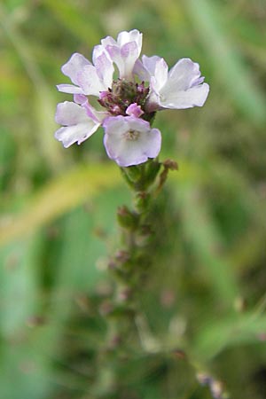 Verbena officinalis \ Gewhnliches Eisenkraut / Vervain, D Mannheim 21.9.2013