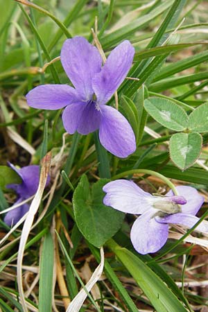Viola hirta \ Rauhaariges Veilchen / Hairy Violet, D Ketsch 3.4.2014
