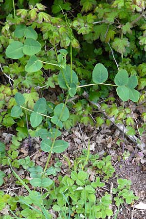 Vicia pisiformis \ Erbsen-Wicke / Pea Vetch, Pale-Flower Vetch, D Wetzlar 26.4.2014