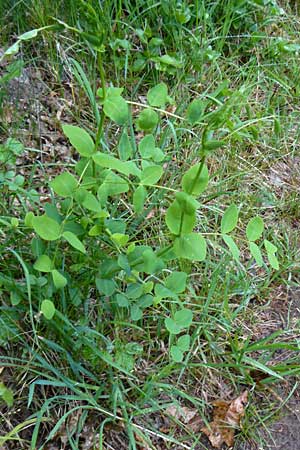 Vicia pisiformis \ Erbsen-Wicke / Pea Vetch, Pale-Flower Vetch, D Wetzlar 26.4.2014