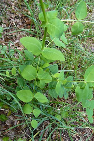 Vicia pisiformis \ Erbsen-Wicke / Pea Vetch, Pale-Flower Vetch, D Wetzlar 26.4.2014