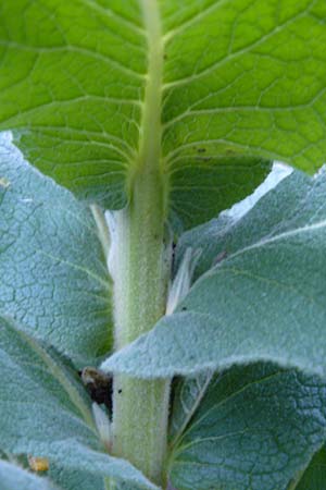 Verbascum phlomoides \ Windblumen-Königskerze / Orange Mullein, D Bensheim-Langwaden 20.10.2014 Verbascum phlomoides \ Windblumen-Königskerze / Orange Mullein, D Bensheim-Langwaden 20.10.2014