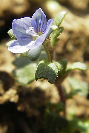 Veronica polita \ Glnzender Ehrenpreis / Grey Field-Speedwell, D Seeheim an der Bergstraße 2.4.2011