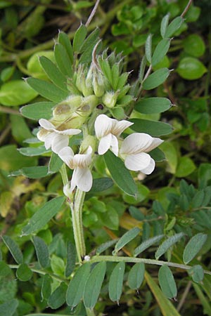 Vicia pannonica subsp. pannonica \ Ungarische Wicke / Hungarian Vetch, D Deidesheim 27.10.2011