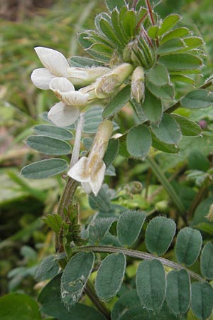 Vicia pannonica subsp. pannonica \ Ungarische Wicke / Hungarian Vetch, D Deidesheim 27.10.2011