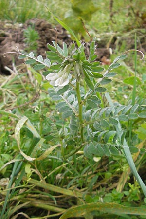Vicia pannonica subsp. pannonica \ Ungarische Wicke / Hungarian Vetch, D Deidesheim 27.10.2011