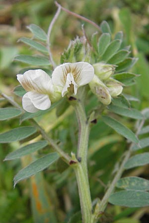 Vicia pannonica subsp. pannonica \ Ungarische Wicke / Hungarian Vetch, D Deidesheim 27.10.2011