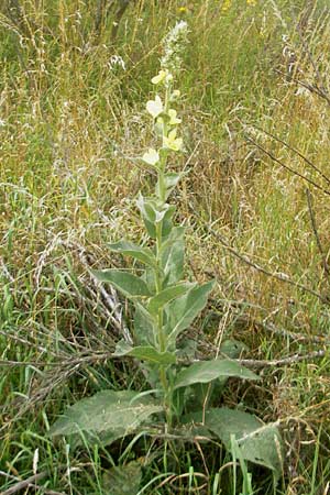 Verbascum phlomoides \ Windblumen-Königskerze / Orange Mullein, D Waghäusel-Wiesental 24.6.2012 Verbascum phlomoides \ Windblumen-Königskerze / Orange Mullein, D Waghäusel-Wiesental 24.6.2012