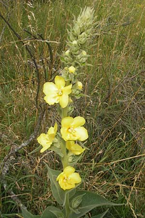 Verbascum phlomoides \ Windblumen-Königskerze / Orange Mullein, D Waghäusel-Wiesental 24.6.2012 Verbascum phlomoides \ Windblumen-Königskerze / Orange Mullein, D Waghäusel-Wiesental 24.6.2012