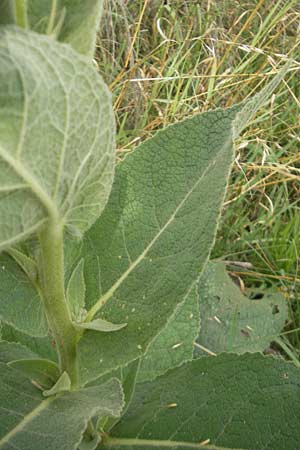 Verbascum phlomoides \ Windblumen-Königskerze / Orange Mullein, D Waghäusel-Wiesental 24.6.2012 Verbascum phlomoides \ Windblumen-Königskerze / Orange Mullein, D Waghäusel-Wiesental 24.6.2012