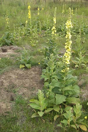 Verbascum phlomoides \ Windblumen-Königskerze / Orange Mullein, D Waghäusel-Wiesental 24.6.2012 Verbascum phlomoides \ Windblumen-Königskerze / Orange Mullein, D Waghäusel-Wiesental 24.6.2012