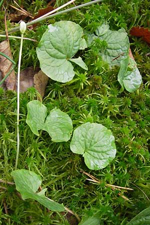 Viola palustris \ Sumpf-Veilchen / Marsh Violet, D Odenwald, Erbach 6.10.2012