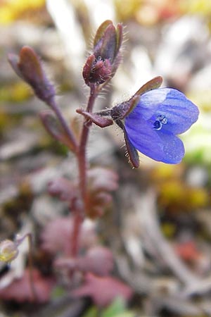 Veronica praecox \ Frher Ehrenpreis / Breckland Speedwell, D Mannheim 13.4.2013