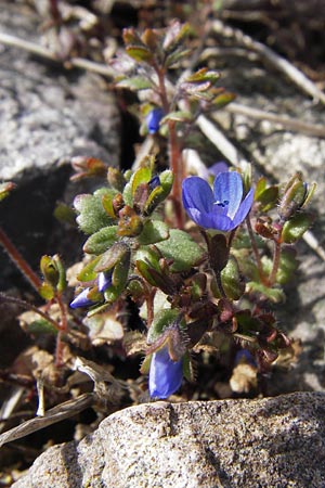Veronica praecox \ Frher Ehrenpreis / Breckland Speedwell, D Mannheim 13.4.2013