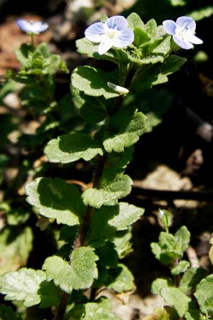 Veronica persica \ Persischer Ehrenpreis / Common Field Speedwell, D Flörsheim am Main 17.8.2013