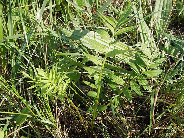 Valeriana officinalis agg. \ Arznei-Baldrian / Common Valerian, D Landkreis Karlsruhe, Oberhausen-Rheinhausen 28.8.2013