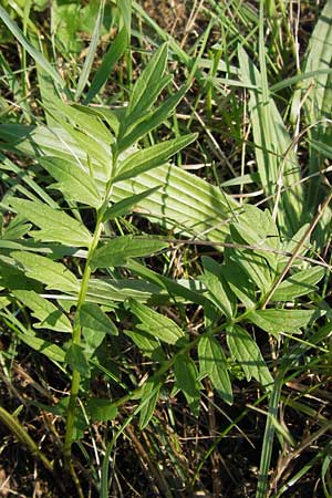 Valeriana officinalis agg. \ Arznei-Baldrian / Common Valerian, D Landkreis Karlsruhe, Oberhausen-Rheinhausen 28.8.2013