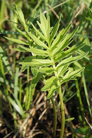 Valeriana officinalis agg. \ Arznei-Baldrian / Common Valerian, D Landkreis Karlsruhe, Oberhausen-Rheinhausen 28.8.2013