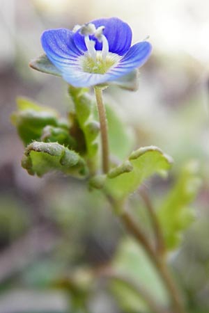 Veronica polita \ Glnzender Ehrenpreis / Grey Field-Speedwell, D Hemsbach 8.3.2014