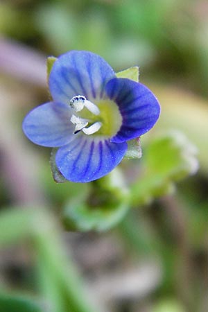 Veronica polita \ Glnzender Ehrenpreis / Grey Field-Speedwell, D Hemsbach 8.3.2014