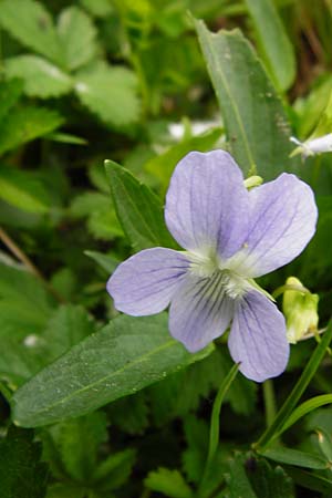 Viola pumila \ Niedriges Veilchen / Meadow Violet, D Mannheim 29.4.2014