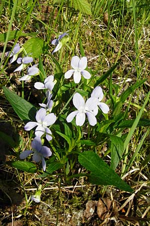 Viola pumila \ Niedriges Veilchen / Meadow Violet, D Mannheim 30.4.2014