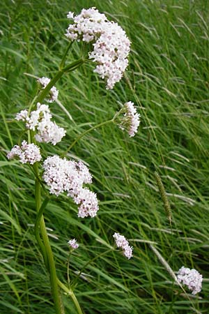 Valeriana pratensis subsp. pratensis \ Wiesen-Arznei-Baldrian / Meadow Valerian, D Lampertheim 12.5.2014