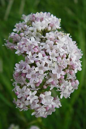 Valeriana pratensis subsp. pratensis \ Wiesen-Arznei-Baldrian / Meadow Valerian, D Lampertheim 12.5.2014
